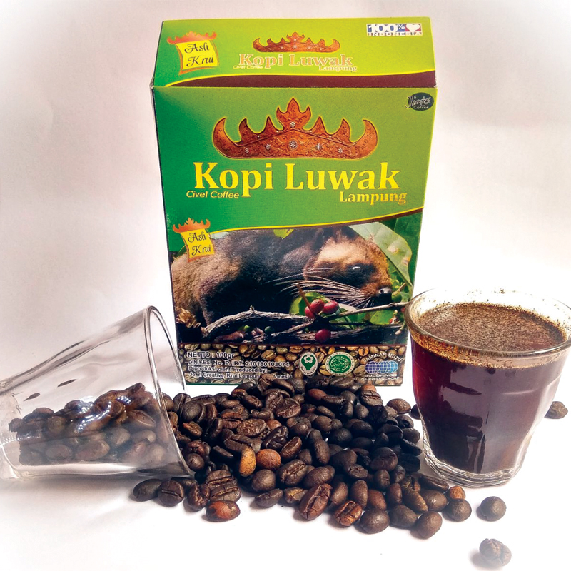 Kopi Luwak Lampung